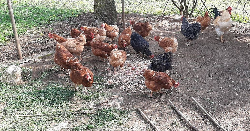 Fotografija je ilustrativna.