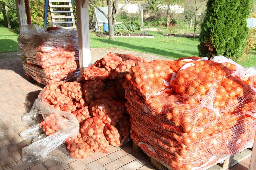 ozimnica Ozimnica
